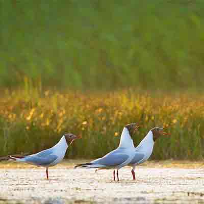 Bird reserve