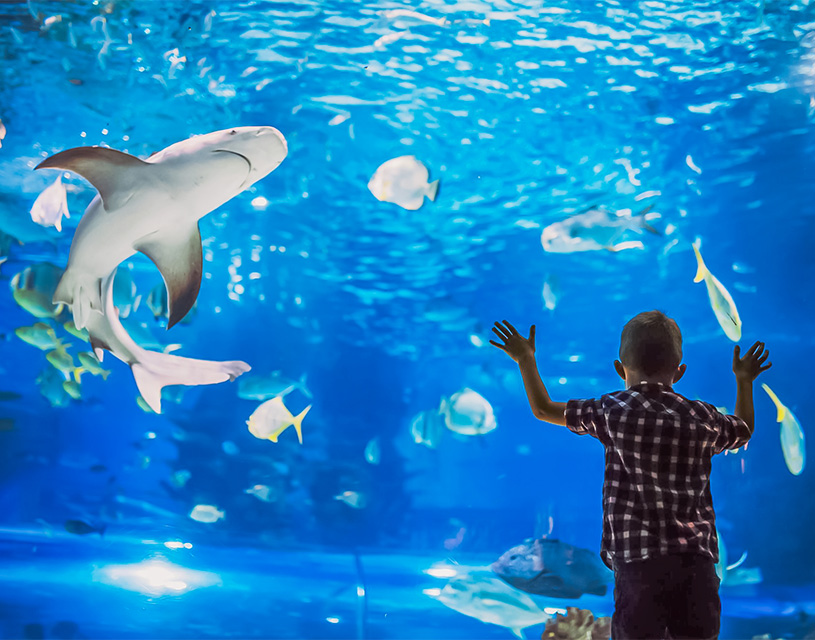 exploration of the ocean and its species