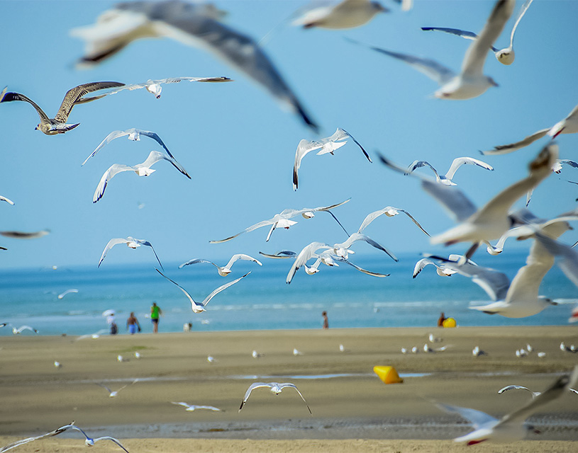 aves marinas