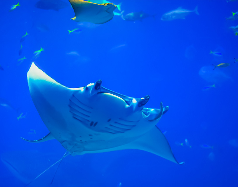 manta rays