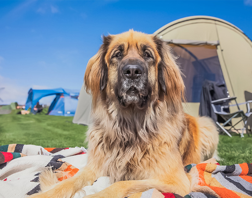 travel with your pet